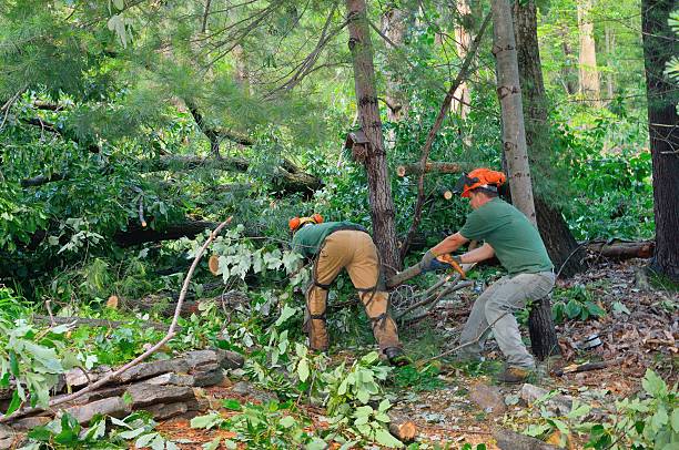 Best Tree Pruning Services  in Vado, NM